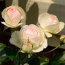 薔薇04
