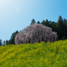 合戦場のしだれ桜