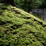 苔むす小山