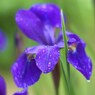 雨上がりの花菖蒲