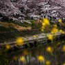 菜の花の花見