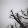 mono_08