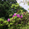 三重の塔