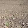 何を植えるの？