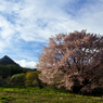 片品村の天王桜