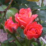 rose 4