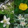 野の花