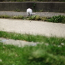 猫のいる風景