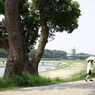 大木と日傘