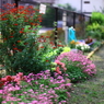 5月の小さな花園