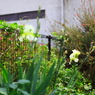 5月の花園