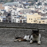 a cat on the hill