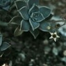花と葉