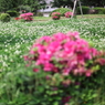 5月の花園