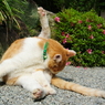 アンテナ