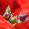 ROSE 　６