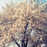 春。