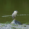 動かざるごと鳥の如し
