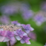 花夢　Ⅲ