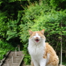 にゃおーーん！！