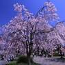 深北治水緑地公園の桜　6143