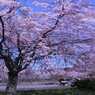 深北治水緑地公園の桜　6150