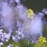 大和郡山城跡のお堀の桜　2012年4月12日　　　6243