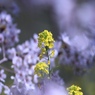 大和郡山城跡のお堀の桜　2012年4月12日　　　　6244