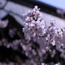 大和郡山城跡の神社の屋根と桜　2012年4月12日　　　6299