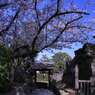 大和郡山城跡の周辺の桜　　　6340