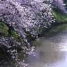 大和郡山城跡のお堀の桜　2012年4月12日　　　6359