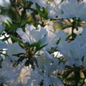 IMGP0668