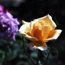 rose-garden ⅩⅢ