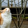 枝に擦る
