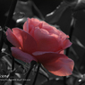 薔薇