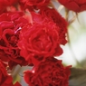 情熱の薔薇
