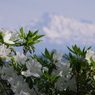 IMGP0736