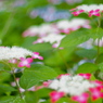 紫陽花遊泳