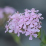 花２