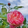 清水公園５月11