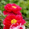 清水公園５月牡丹1