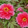 清水公園５月牡丹5