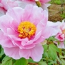 清水公園５月牡丹6