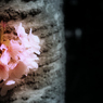 春花