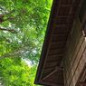 初夏の匂い