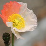 ポピー