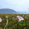 初夏の砂浜