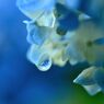 アジサイ　９　（雨上がりにて）