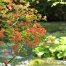 山ツツジが咲く頃