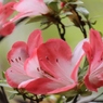 Satsuki Nikko